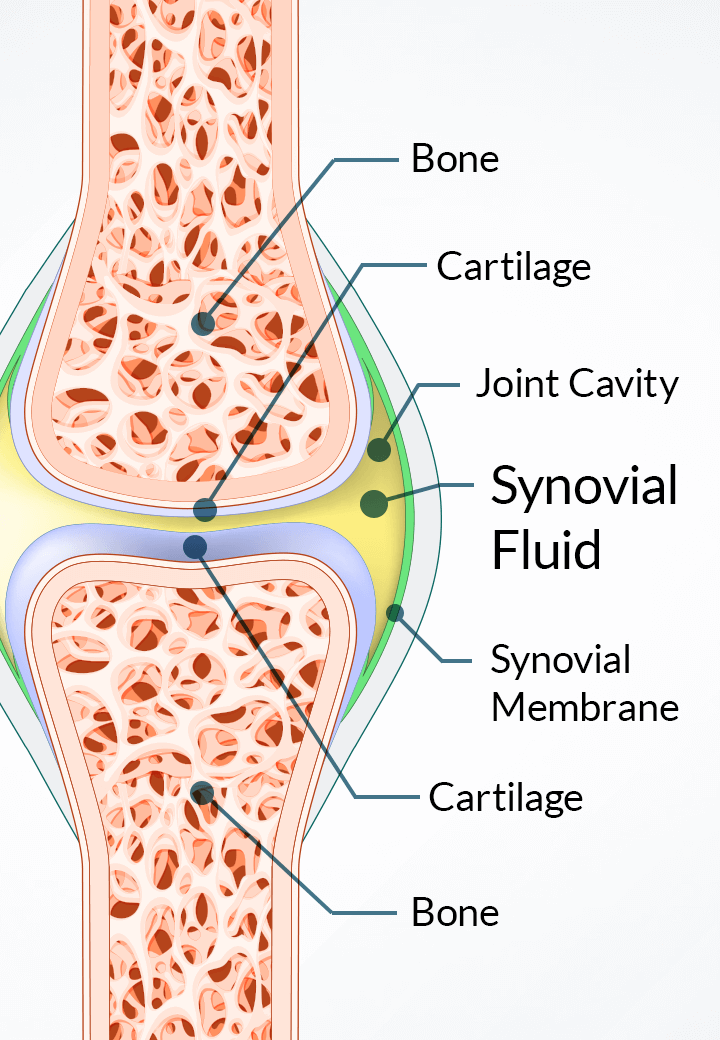 Joint anatomy diagram